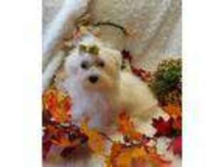 Maltese Puppy for sale in Finley, OK, USA