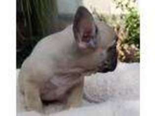 French Bulldog Puppy for sale in Seaford, DE, USA