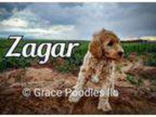 Goldendoodle Puppy for sale in Yoder, CO, USA