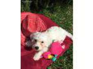 Bichon Frise Puppy for sale in Coppell, TX, USA