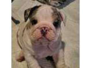 Bulldog Puppy for sale in Blacklick, OH, USA