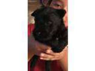 Scottish Terrier Puppy for sale in Shallotte, NC, USA