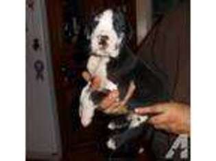 Great Dane Puppy for sale in CHAMBERSBURG, PA, USA