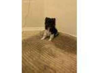 Pomeranian Puppy for sale in Killeen, TX, USA