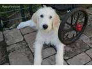 Labradoodle Puppy for sale in Powhatan, VA, USA