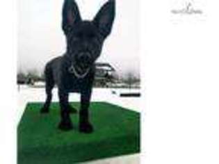 German Shepherd Dog Puppy for sale in Spokane, WA, USA