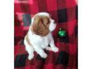 Cavalier King Charles Spaniel Puppy for sale in Crivitz, WI, USA