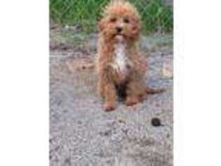 Cavapoo Puppy for sale in Bolivar, MO, USA