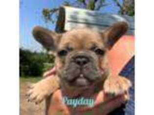 French Bulldog Puppy for sale in Henderson, TX, USA