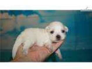 Maltese Puppy for sale in Jacksonville, FL, USA