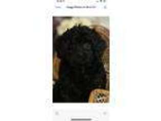 Cavapoo Puppy for sale in Chattanooga, TN, USA