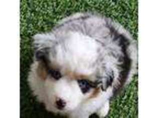 Miniature Australian Shepherd Puppy for sale in Calhoun, GA, USA