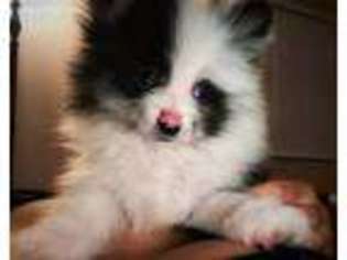 Pomeranian Puppy for sale in Red Bluff, CA, USA