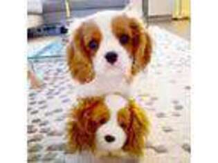 Cavalier King Charles Spaniel Puppy for sale in Memphis, TN, USA
