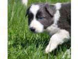 Border Collie Puppy for sale in ALLERTON, IA, USA