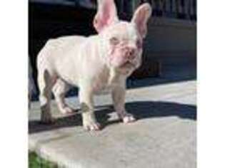 French Bulldog Puppy for sale in Calistoga, CA, USA