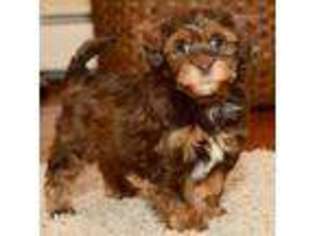 Poovanese Puppy for sale in Bluffton, IN, USA