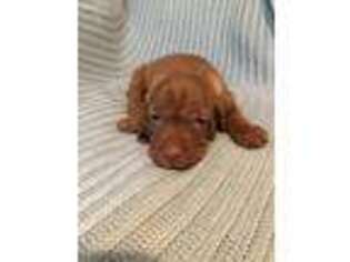 Vizsla Puppy for sale in Goshen, NY, USA