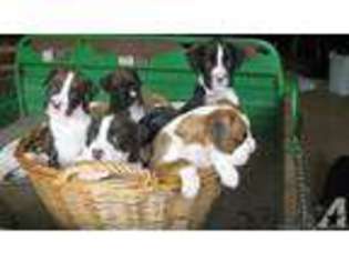 Boxer Puppy for sale in ELBA, AL, USA