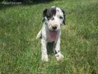 Great Dane Puppy for sale in Flora, IN, USA
