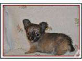 Chihuahua Puppy for sale in YUBA CITY, CA, USA