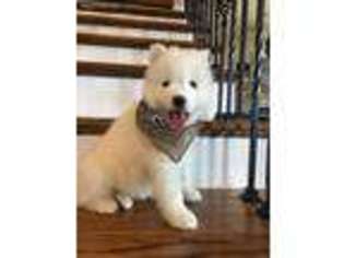 Samoyed Puppy for sale in Mc Clure, PA, USA