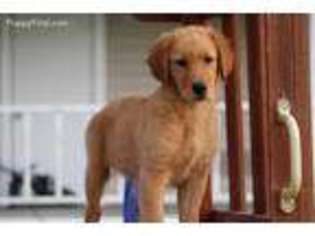 Golden Retriever Puppy for sale in Scurry, TX, USA