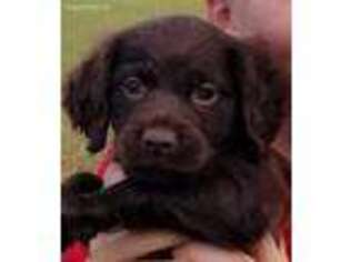 Boykin Spaniel Puppy for sale in South Mills, NC, USA