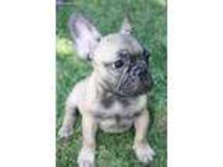 French Bulldog Puppy for sale in Pleasanton, CA, USA
