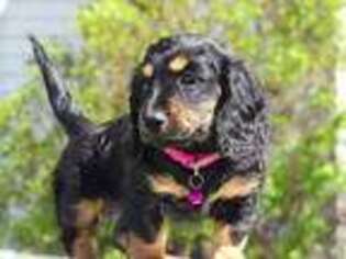 Dachshund Puppy for sale in Craigville, IN, USA