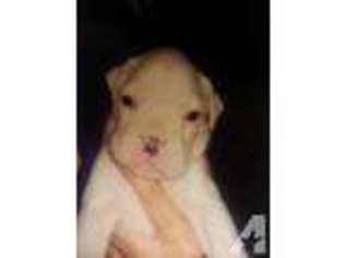 Boxer Puppy for sale in TRUFANT, MI, USA