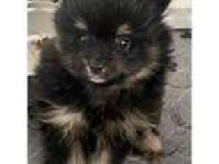 Pomeranian Puppy for sale in Tinley Park, IL, USA