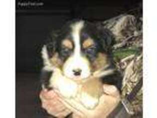 Australian Shepherd Puppy for sale in Williamson, GA, USA