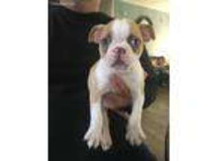 Boston Terrier Puppy for sale in Genoa City, WI, USA