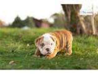 Bulldog Puppy for sale in Fort Wayne, IN, USA