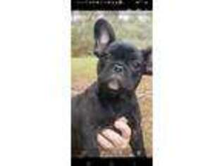 French Bulldog Puppy for sale in Omega, GA, USA