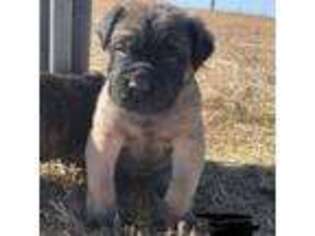 Mastiff Puppy for sale in Friend, NE, USA