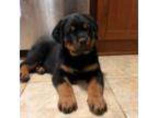 Rottweiler Puppy for sale in Batavia, IL, USA