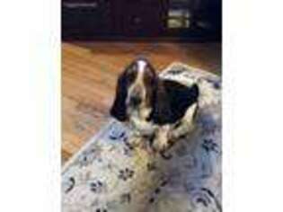 Basset Hound Puppy for sale in Bridgeport, CT, USA