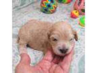 Cavapoo Puppy for sale in Rattan, OK, USA