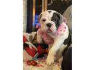 Bulldog Puppy for sale in Muskogee, OK, USA