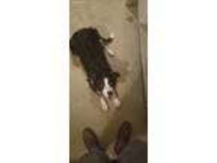 Border Collie Puppy for sale in Wilson, NC, USA