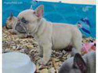 French Bulldog Puppy for sale in Joshua, TX, USA