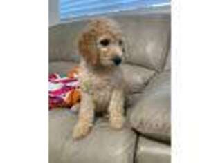Labradoodle Puppy for sale in Woodinville, WA, USA