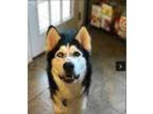 Siberian Husky Puppy for sale in Fayetteville, AR, USA