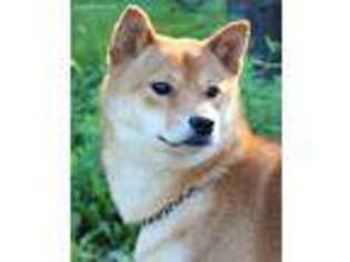 Shiba Inu Puppy for sale in Trego, WI, USA