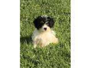 Cavachon Puppy for sale in Rogersville, TN, USA