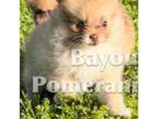Pomeranian Puppy for sale in Oakdale, LA, USA