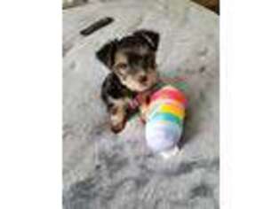 Yorkshire Terrier Puppy for sale in Mineola, NY, USA