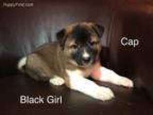 Akita Puppy for sale in Beaverton, OR, USA